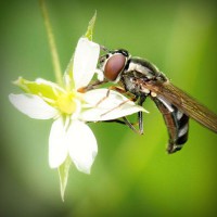 /album/csak-lanyoknak/photolia-a02-jpg/